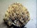 Ramaria stricta - Steife Koralle - Splingen bei Helmstedt
